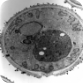 The composition of a yeast cell